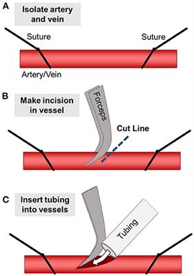 Blood Flow Within Bioengineered 3D Printed Vascular Constructs Using the <mark class="highlighted">Porcine Model</mark>